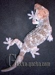 0.1G.gecko.38-20