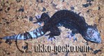 0.1G.gecko.45-20