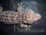 1.0G.gecko.14-21