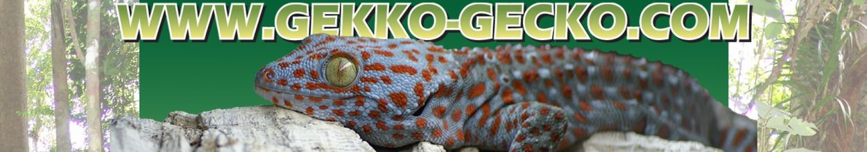 Gekko-Gecko-Banner1250