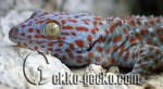 Gekko_gecko-20
